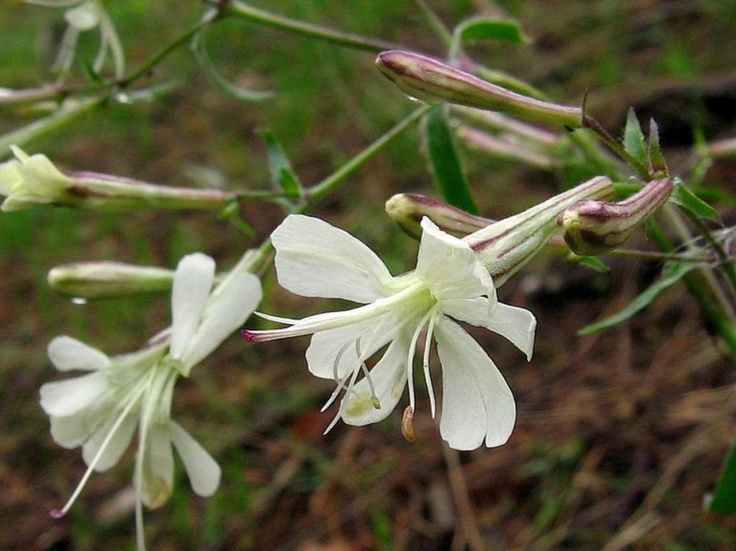 Ligeti habszegfű - Silene nemoralis, Silene nemoralis, etnobotanika